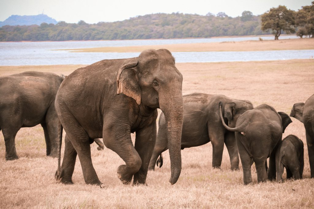 Limited Time Offer – Sri Lanka