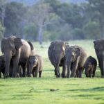 Sri Lanka Treks & Hikes