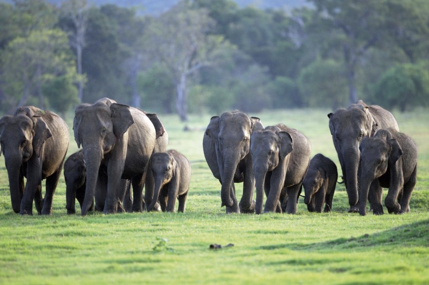 Sri Lanka Treks & Hikes