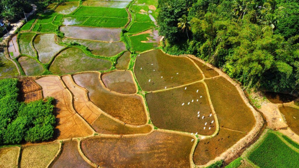 Authentic Tour of Sri Lanka